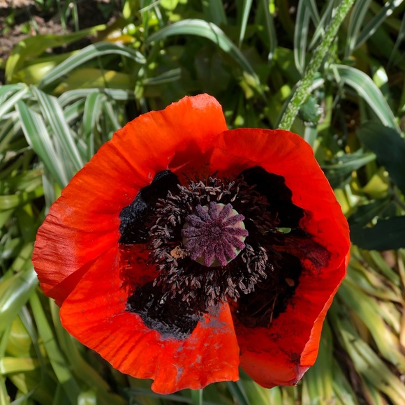 Meet your Posher, M - Picture 1 of 1